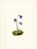 Mary Vaux Walcott 1925 Print Nothern Butterwort - Panteek Antique Prints