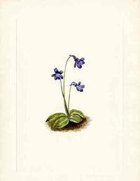 Mary Vaux Walcott 1925 Print Nothern Butterwort - Panteek Antique Prints