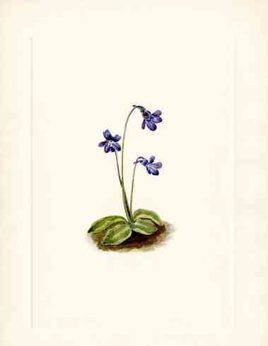 Mary Vaux Walcott 1925 Print Nothern Butterwort