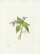 Mary Vaux Walcott 1925 Print Painted Trillium - Panteek Antique Prints