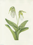 Mary Vaux Walcott 1925 Print Pale Ladyslipper - Panteek Antique Prints