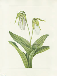 Mary Vaux Walcott 1925 Print Pale Ladyslipper - Panteek Antique Prints