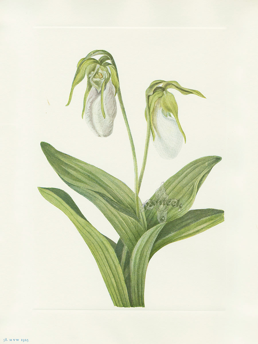 Mary Vaux Walcott 1925 Print Pale Ladyslipper