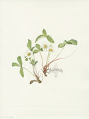 Mary Vaux Walcott 1925 Print Pale Strawberry - Panteek Antique Prints