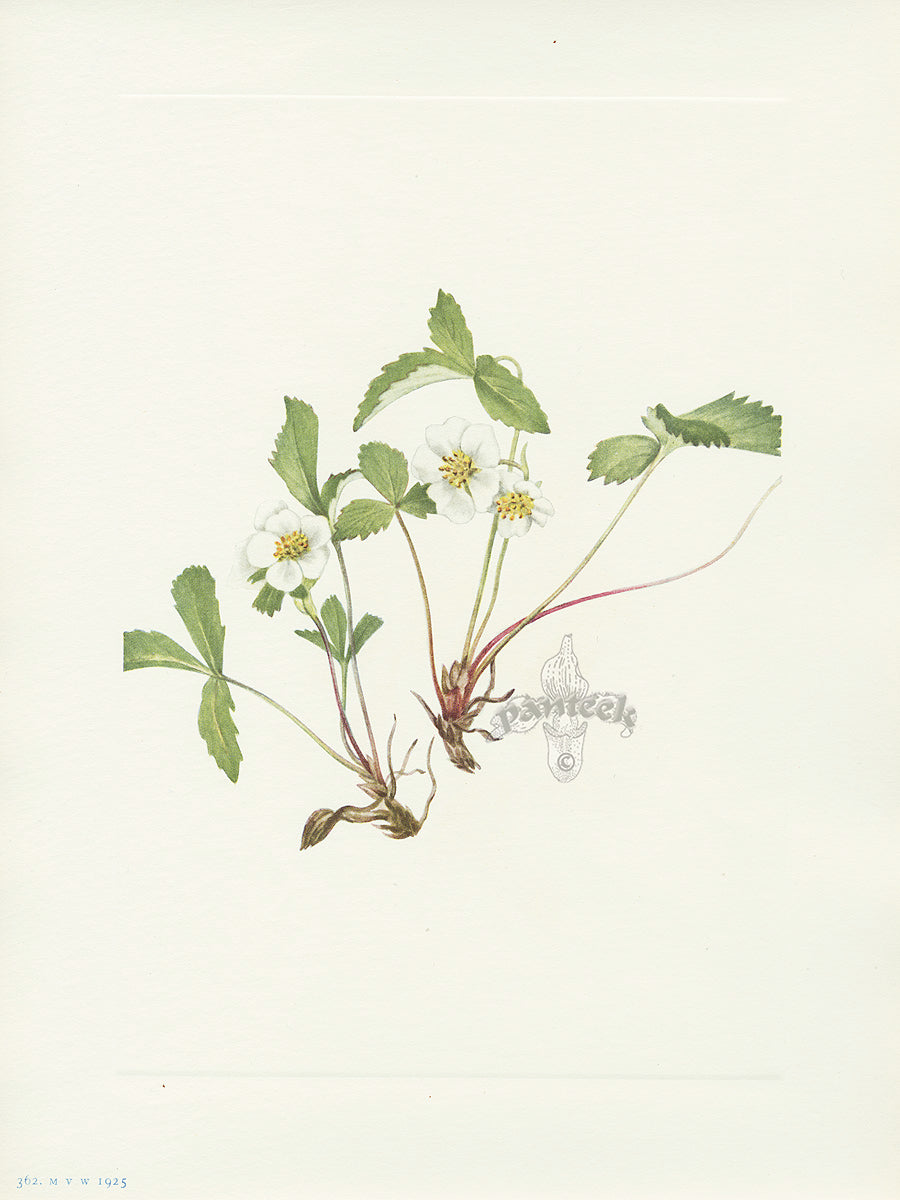 Mary Vaux Walcott 1925 Print Pale Strawberry