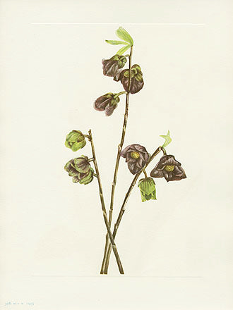 Mary Vaux Walcott 1925 Print Papaw