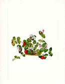 Mary Vaux Walcott 1925 Print Partridge Berry - Panteek Antique Prints