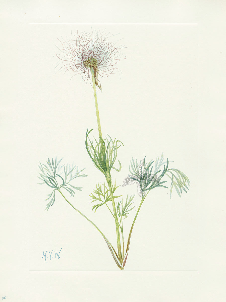 Mary Vaux Walcott 1925 Print Pasqueflower