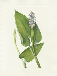 Mary Vaux Walcott 1925 Print Pickerelweed - Panteek Antique Prints