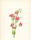 Mary Vaux Walcott 1925 Print Pink Centaurium - Panteek Antique Prints