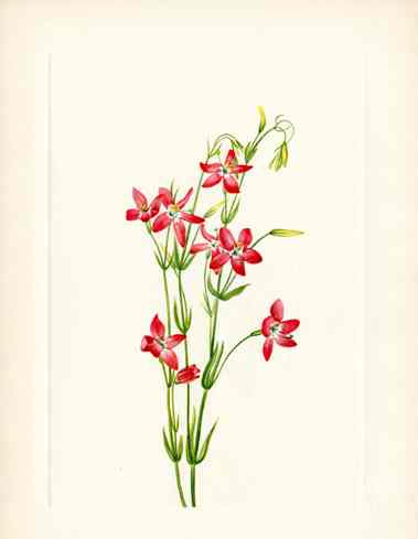 Mary Vaux Walcott 1925 Print Pink Centaurium
