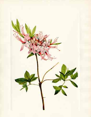 Mary Vaux Walcott 1925 Print Pink Pinxterbloom