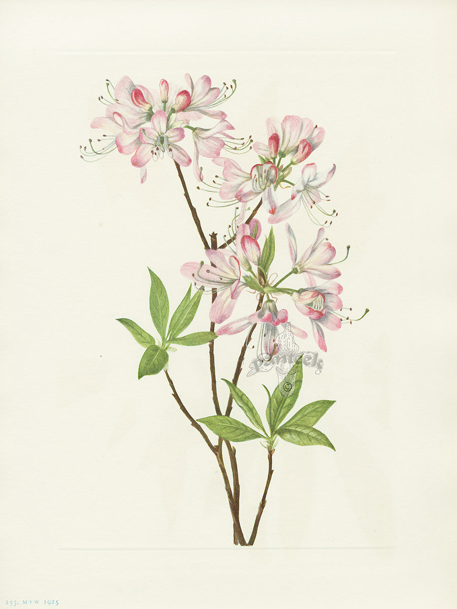Mary Vaux Walcott 1925 Print Pinkshell Azalea