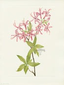 Mary Vaux Walcott 1925 Print Pinxterbloom - Panteek Antique Prints