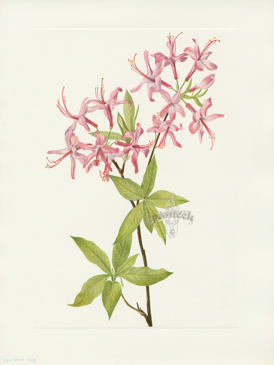 Mary Vaux Walcott 1925 Print Pinxterbloom