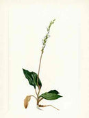 Mary Vaux Walcott 1925 Print Plantain Orchid - Panteek Antique Prints