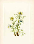 Mary Vaux Walcott 1925 Print Plume Anemone - Panteek Antique Prints