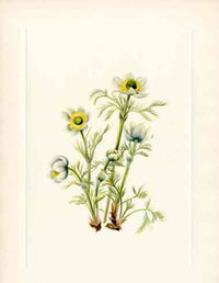 Mary Vaux Walcott 1925 Print Plume Anemone - Panteek Antique Prints