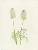 Mary Vaux Walcott 1925 Print Plume Anemone (fruit) - Panteek Antique Prints