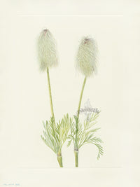 Mary Vaux Walcott 1925 Print Plume Anemone (fruit) - Panteek Antique Prints