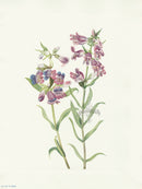 Mary Vaux Walcott 1925 Print Prairie Pentstemon - Panteek Antique Prints
