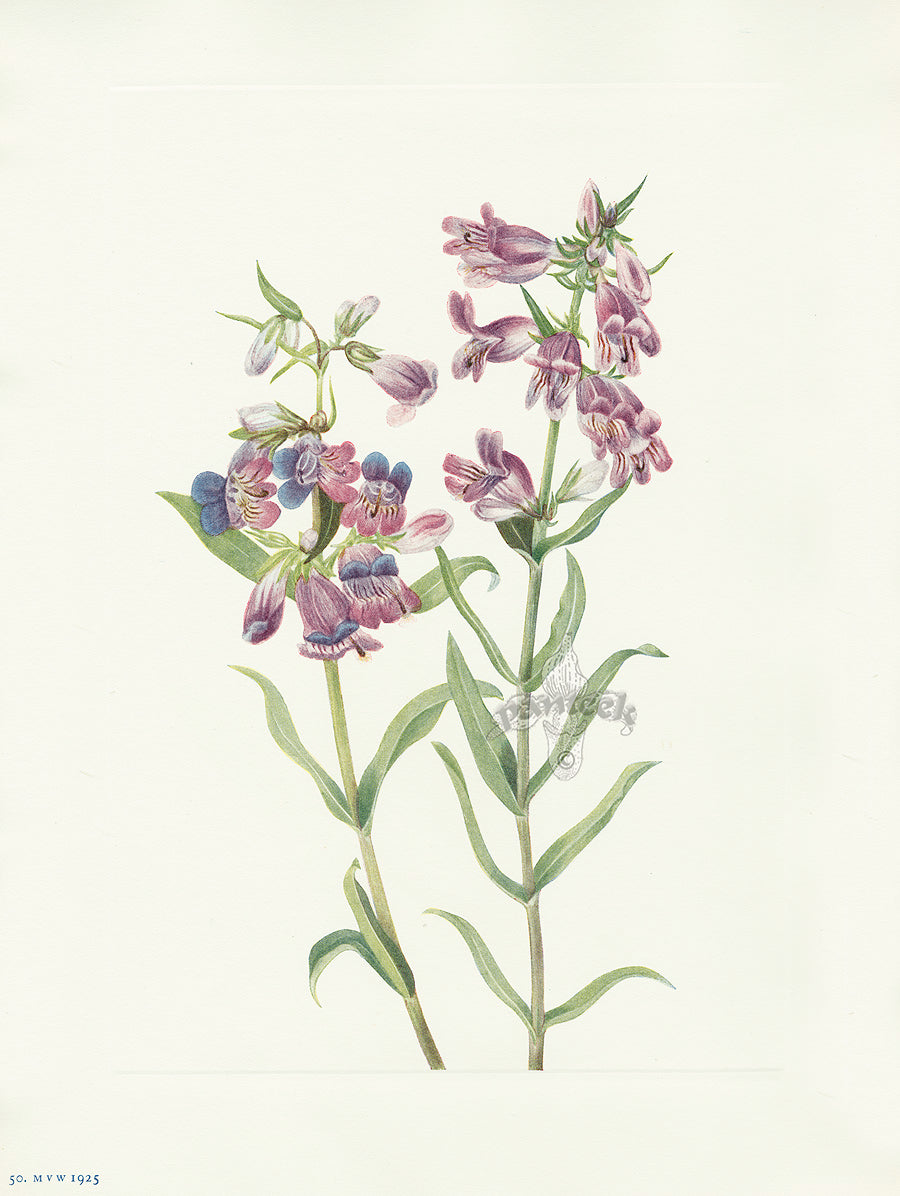 Mary Vaux Walcott 1925 Print Prairie Pentstemon