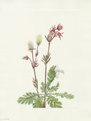 Mary Vaux Walcott 1925 Print Prairie-smoke - Panteek Antique Prints