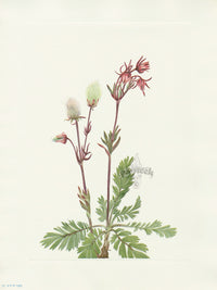 Mary Vaux Walcott 1925 Print Prairie-smoke - Panteek Antique Prints