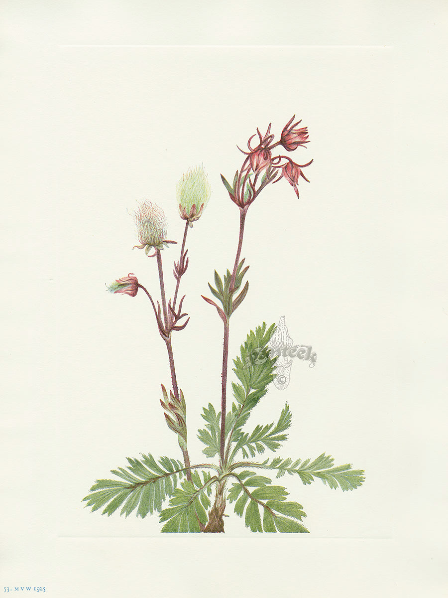 Mary Vaux Walcott 1925 Print Prairie-smoke