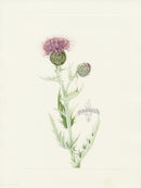 Mary Vaux Walcott 1925 Print Prairie Thistle - Panteek Antique Prints