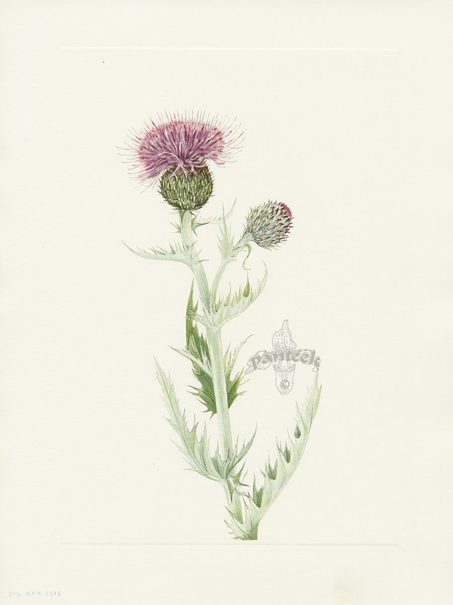 Mary Vaux Walcott 1925 Print Prairie Thistle