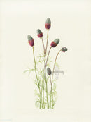 Mary Vaux Walcott 1925 Print Prairieclover - Panteek Antique Prints