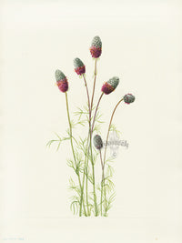 Mary Vaux Walcott 1925 Print Prairieclover - Panteek Antique Prints