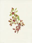 Mary Vaux Walcott 1925 Print Ptarmiganberry - Panteek Antique Prints