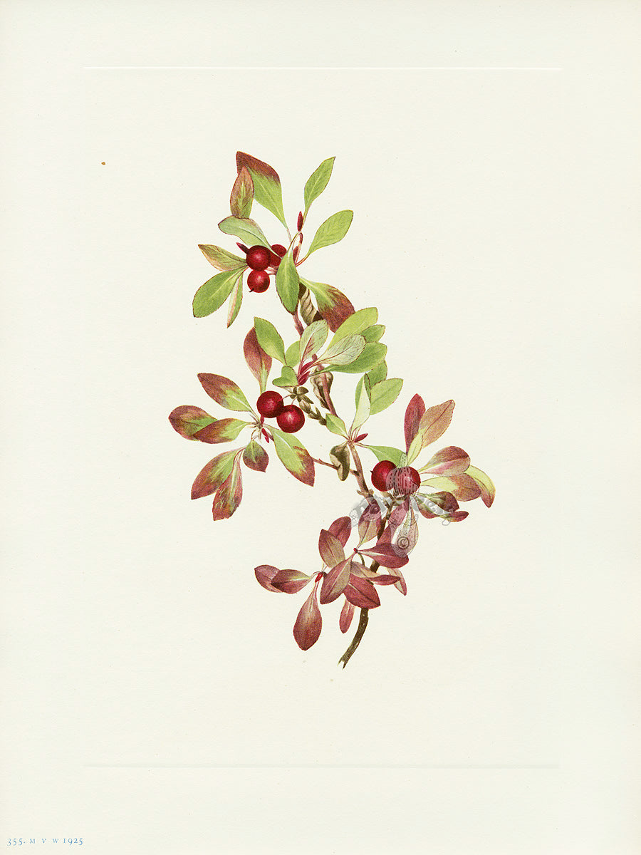 Mary Vaux Walcott 1925 Print Ptarmiganberry