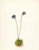 Mary Vaux Walcott 1925 Print Purple Butterwort - Panteek Antique Prints