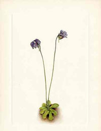Mary Vaux Walcott 1925 Print Purple Butterwort - Panteek Antique Prints