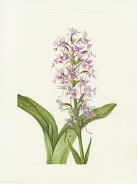 Mary Vaux Walcott 1925 Print Purple Fringe Orchid - Panteek Antique Prints