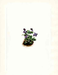 Mary Vaux Walcott 1925 Print Purple Mountain Violet - Panteek Antique Prints