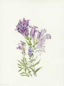 Mary Vaux Walcott 1925 Print Purple Penstemon - Panteek Antique Prints