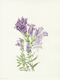 Mary Vaux Walcott 1925 Print Purple Penstemon - Panteek Antique Prints