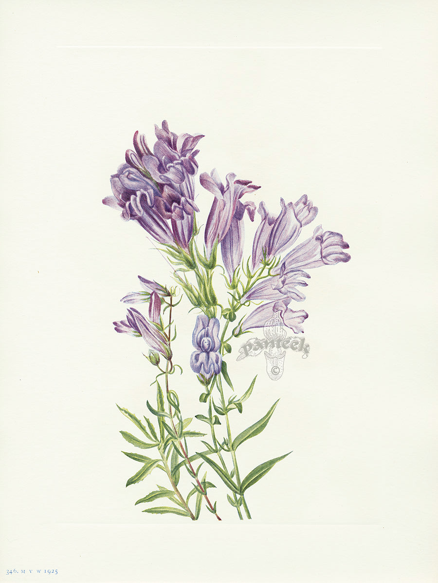 Mary Vaux Walcott 1925 Print Purple Penstemon