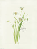 Mary Vaux Walcott 1925 Print Pussy-ears - Panteek Antique Prints