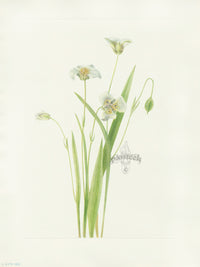 Mary Vaux Walcott 1925 Print Pussy-ears - Panteek Antique Prints