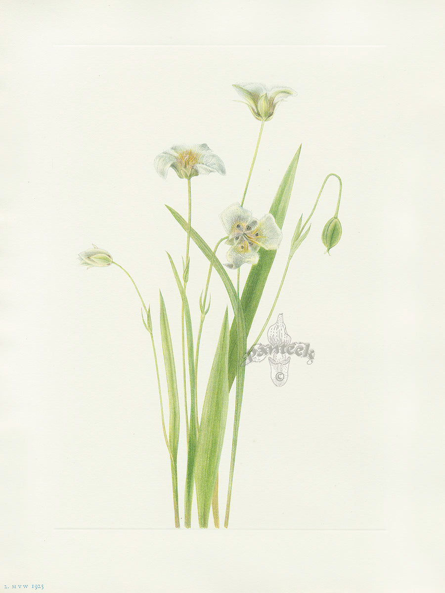 Mary Vaux Walcott 1925 Print Pussy-ears