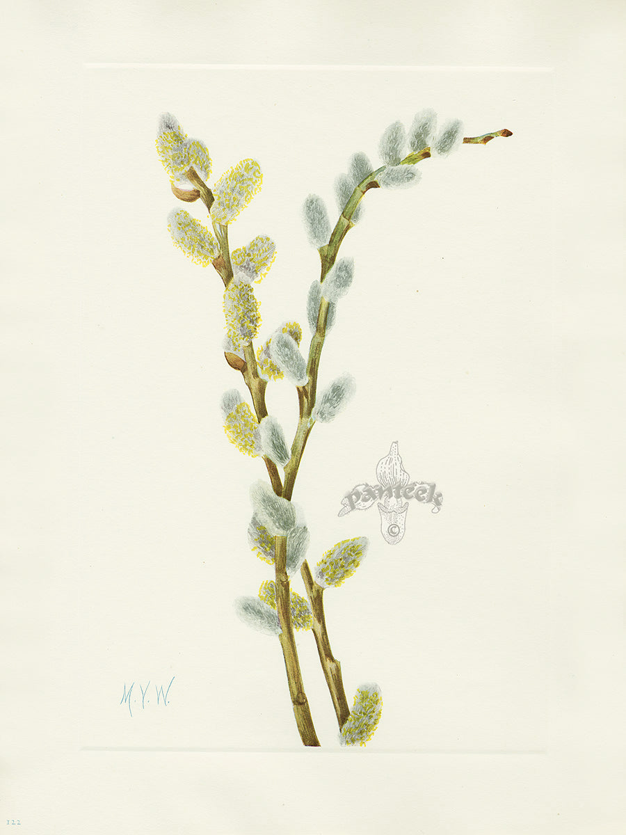 Mary Vaux Walcott 1925 Print Pussy Willow