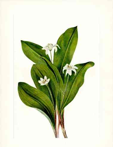 Mary Vaux Walcott 1925 Print Queencup