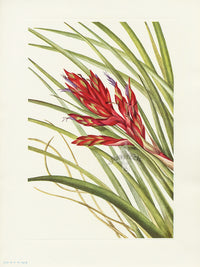 Mary Vaux Walcott 1925 Print Quill-leaf Tillandsia - Panteek Antique Prints