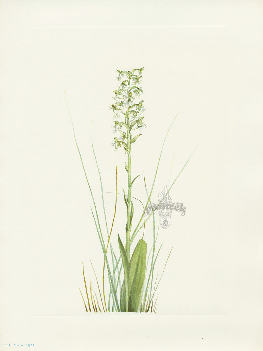 Mary Vaux Walcott 1925 Print Ragged Fringe-orchid