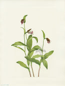 Mary Vaux Walcott 1925 Print Ramshead Ladyslipper - Panteek Antique Prints